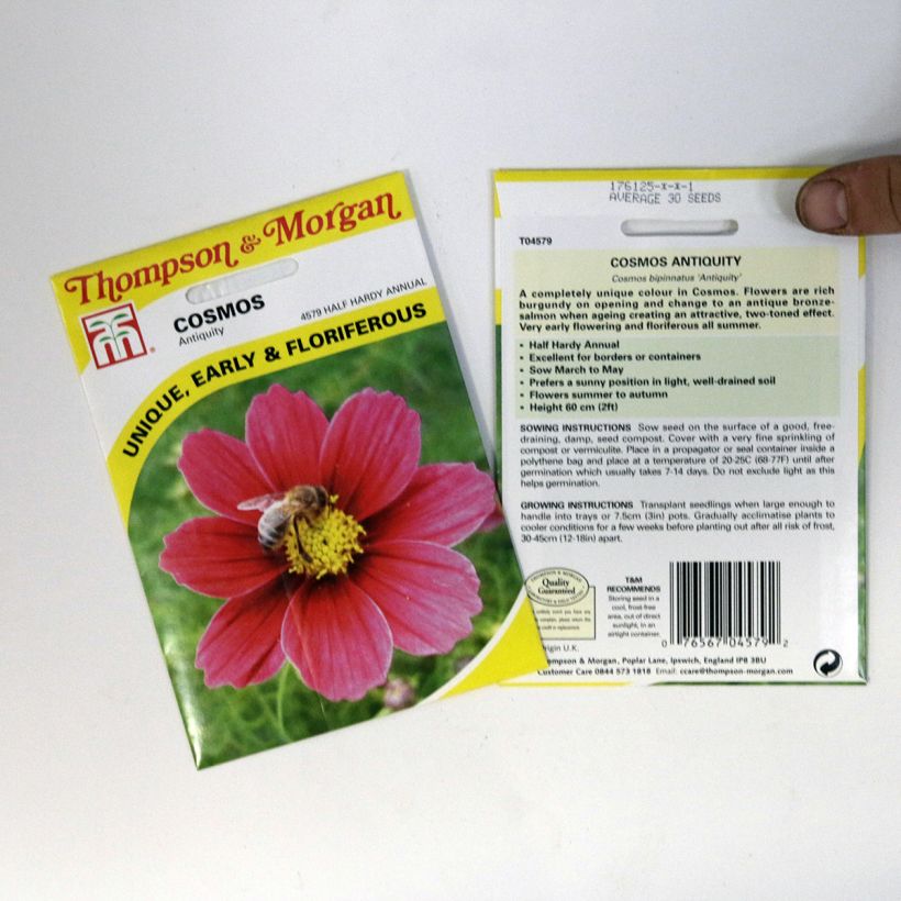 Exemple de spécimen de Graines de Cosmos Antiquity - Cosmos bipinnatus le sachet de 30 graines tel que livré