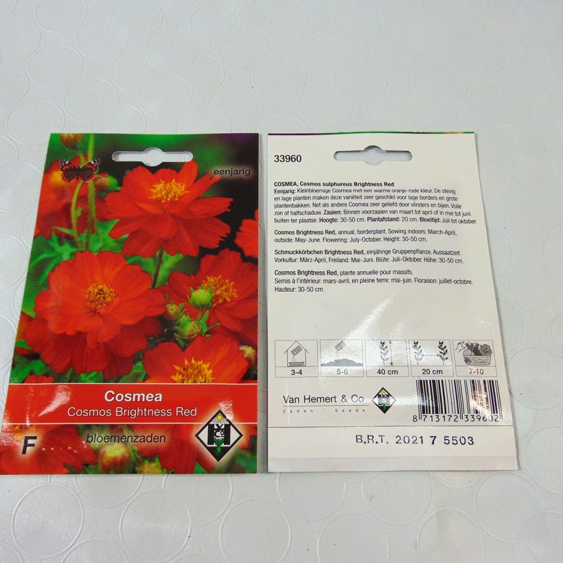 Exemple de spécimen de Graines de Cosmos Brightness Red - Cosmos sulphureus le sachet de 40 graines (0.5g) tel que livré