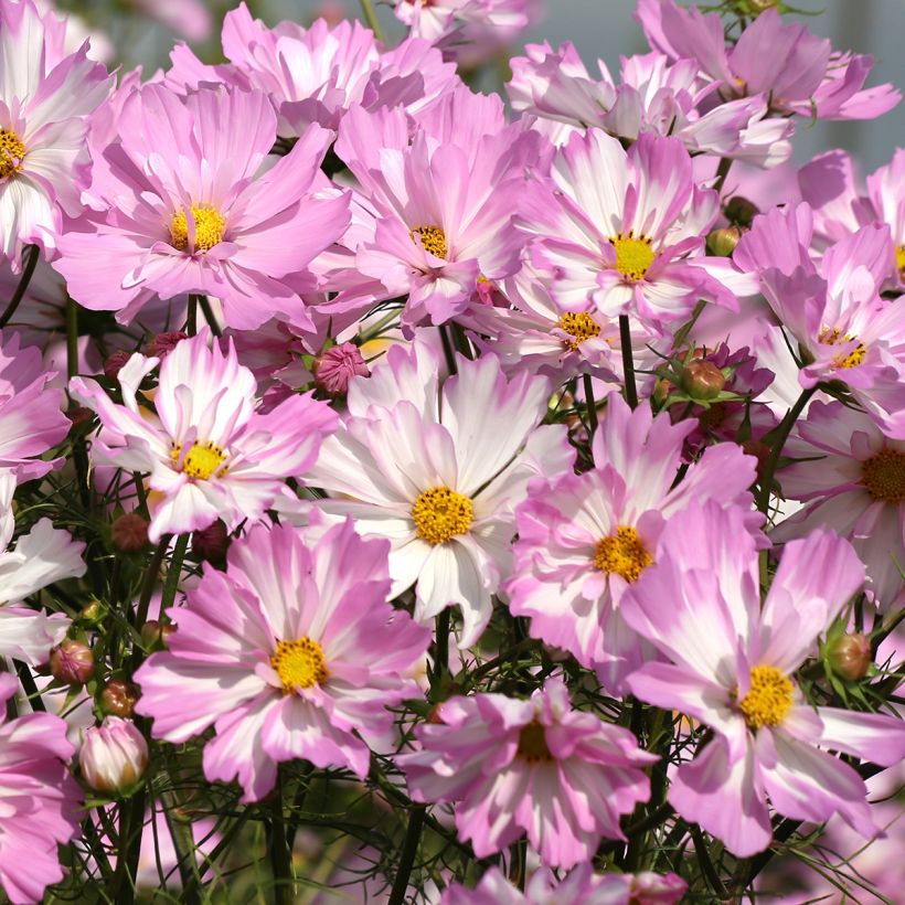 Graines de Cosmos Colletta Pink-White (Floraison)