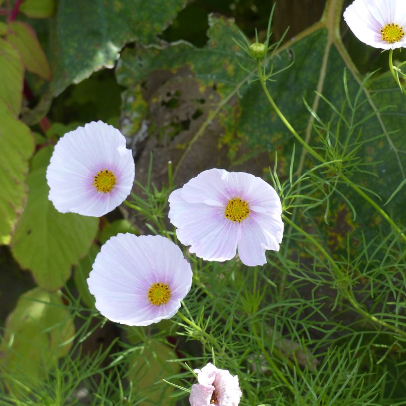 Graines de Cosmos Cupsy Blush BIO (Floraison)