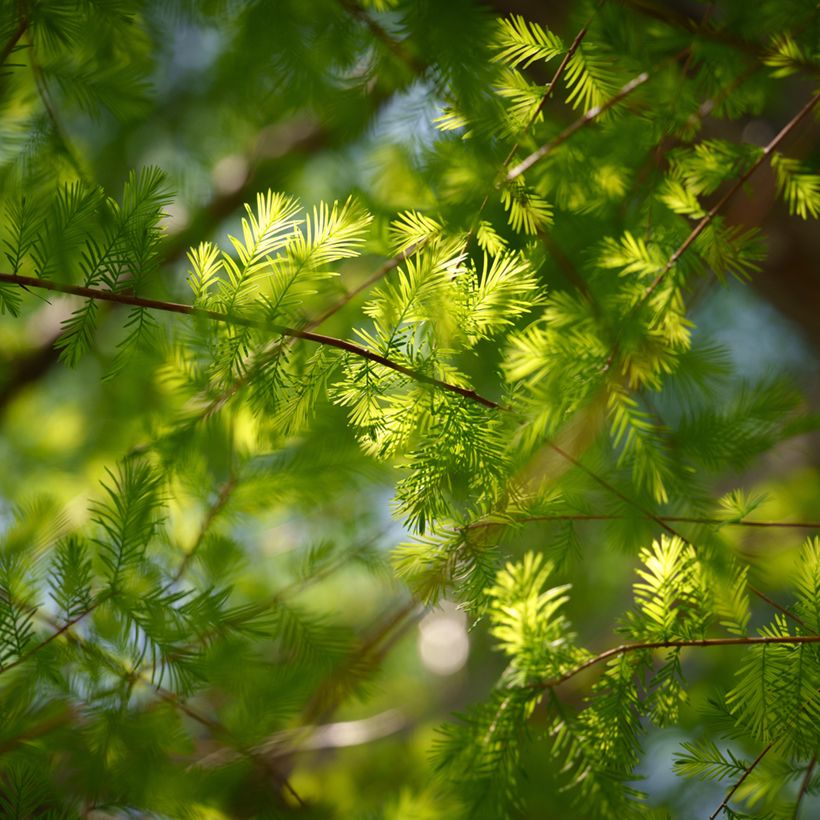 Graines de Cyprès-chauve - Taxodium distichum (Floraison)