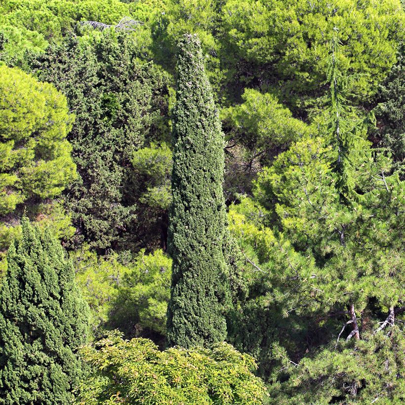 Graines de Cyprès de Provence (Port)