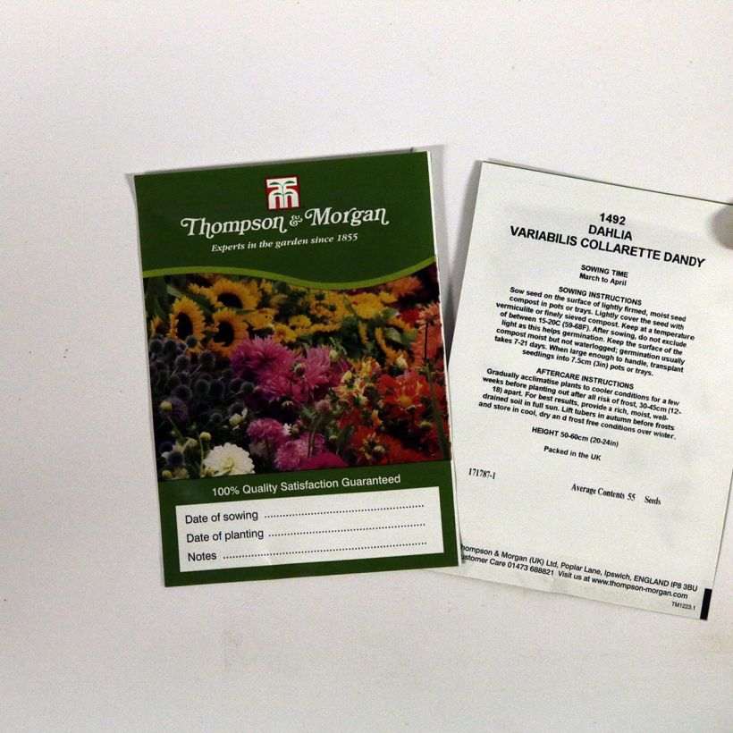 Exemple de spécimen de Graines de Dahlia nain Collarette Dandy en mélange le sachet de 55 graines tel que livré
