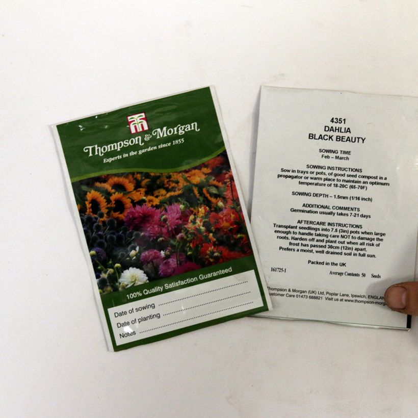 Exemple de spécimen de Graines de Dahlia nain Black Beauty le sachet de 50 graines tel que livré