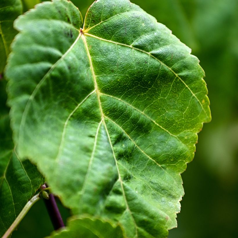 Graines d'Erable - Acer davidii (Feuillage)