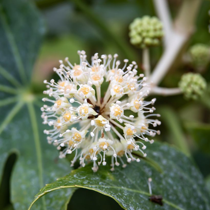 Graines d'Aralia du Japon - Fatsia japonica (Floraison)