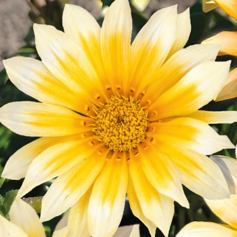 Graines de Gazania F1 Zany Sunny-Side Up (Floraison)