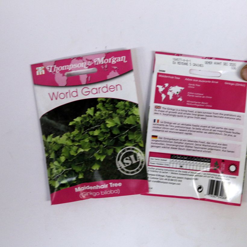 Exemple de spécimen de Graines de Ginkgo biloba - Arbre aux quarante écus le sachet de 5 graines (minimum 6g) tel que livré