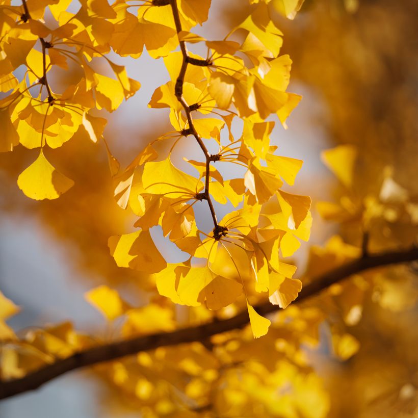 Graines de Ginkgo biloba - Arbre aux quarante écus (Feuillage)