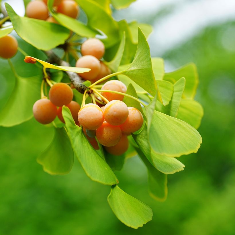 Graines de Ginkgo biloba - Arbre aux quarante écus (Récolte)