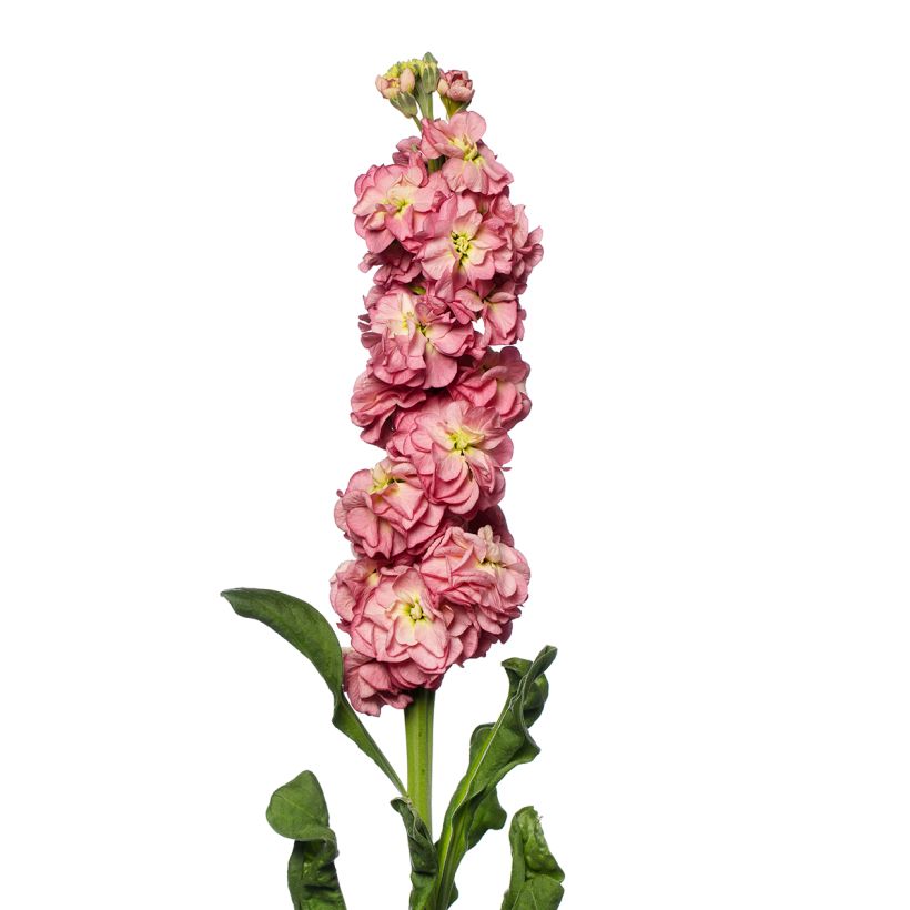 Graines de Giroflée quarantaine Stox Antique Rose (Floraison)