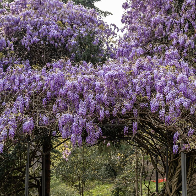 Graines de Glycine de Chine - Wisteria sinensis (Port)