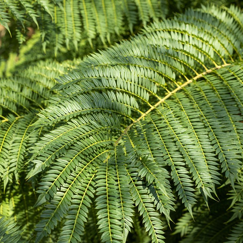 Graines de Jacaranda mimosifolia (Feuillage)