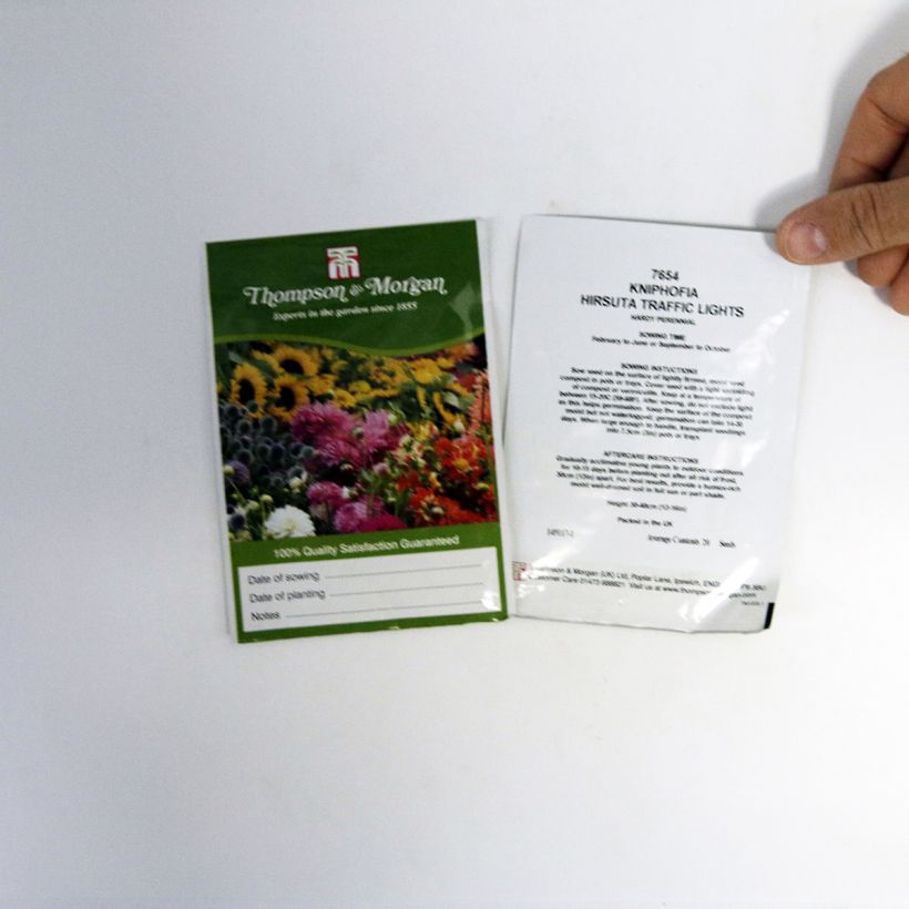 Exemple de spécimen de Graines de Kniphofia Red Hot Poker Traffic Lights - Tritoma le sachet de 20 graines tel que livré
