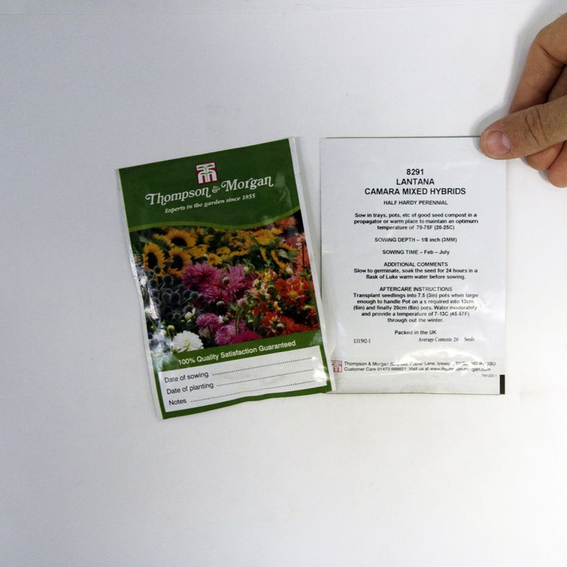 Exemple de spécimen de Graines de Lantana camara Mixed Hybrids - Lantana en mélange le sachet de 20 graines tel que livré
