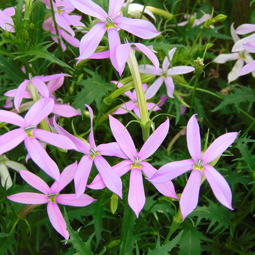 Graines de Laurentia Blue Star (enrobées) (Floraison)