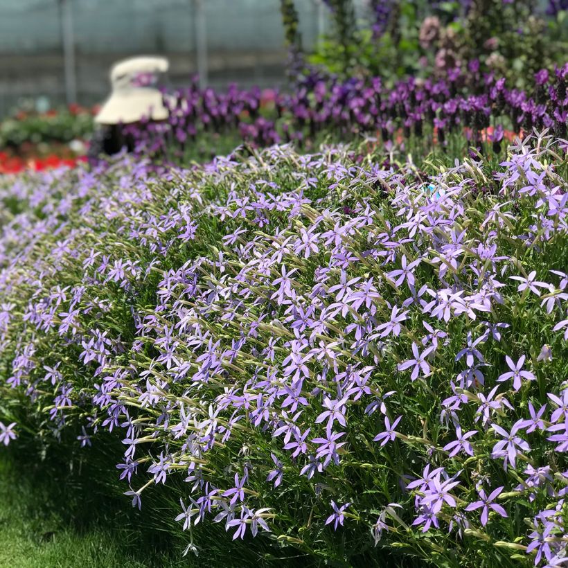 Graines de Laurentia Starshine Blue (enrobées) (Port)