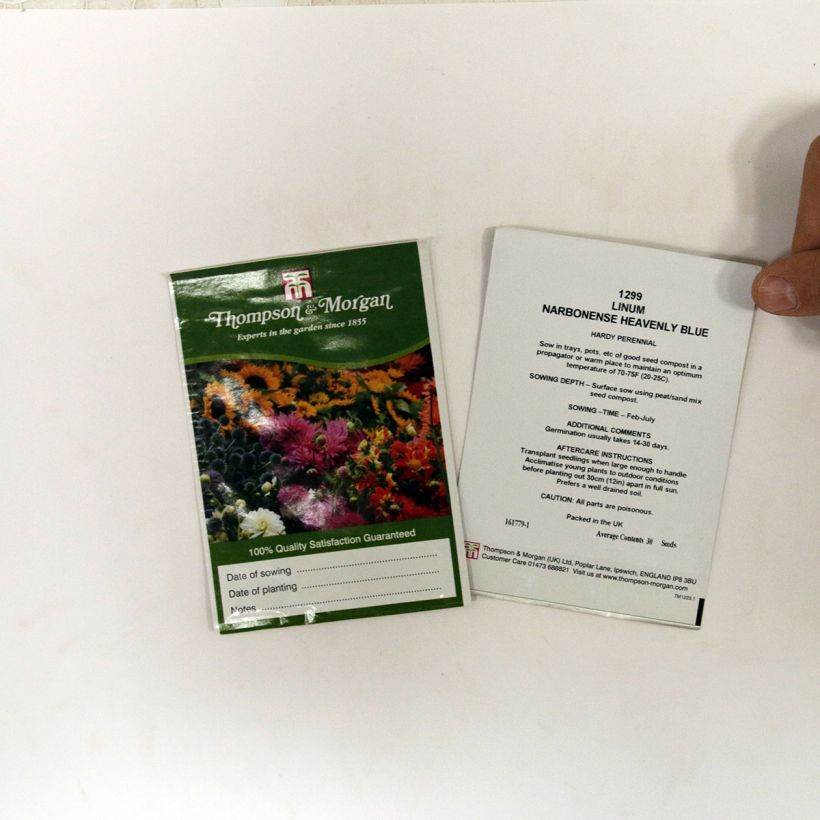Exemple de spécimen de Graines de Lin vivace narbonense Heavenly Blue - Lin de Narbonne le sachet de 30 graines tel que livré