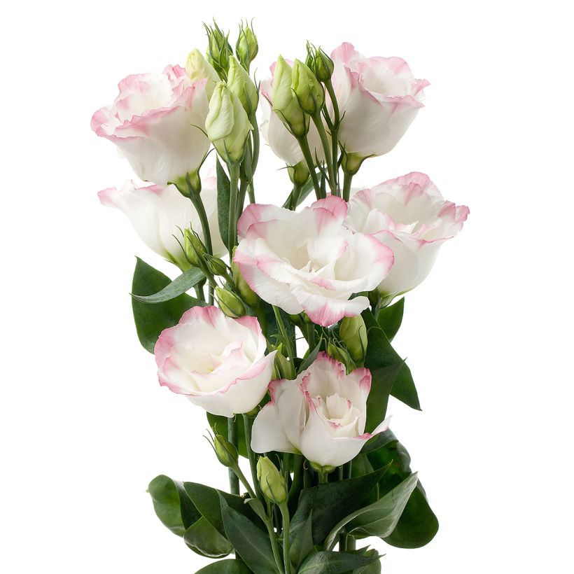 Graines de Lisianthus F1 Cessna Rose Picotee III (graines enrobées) (Floraison)