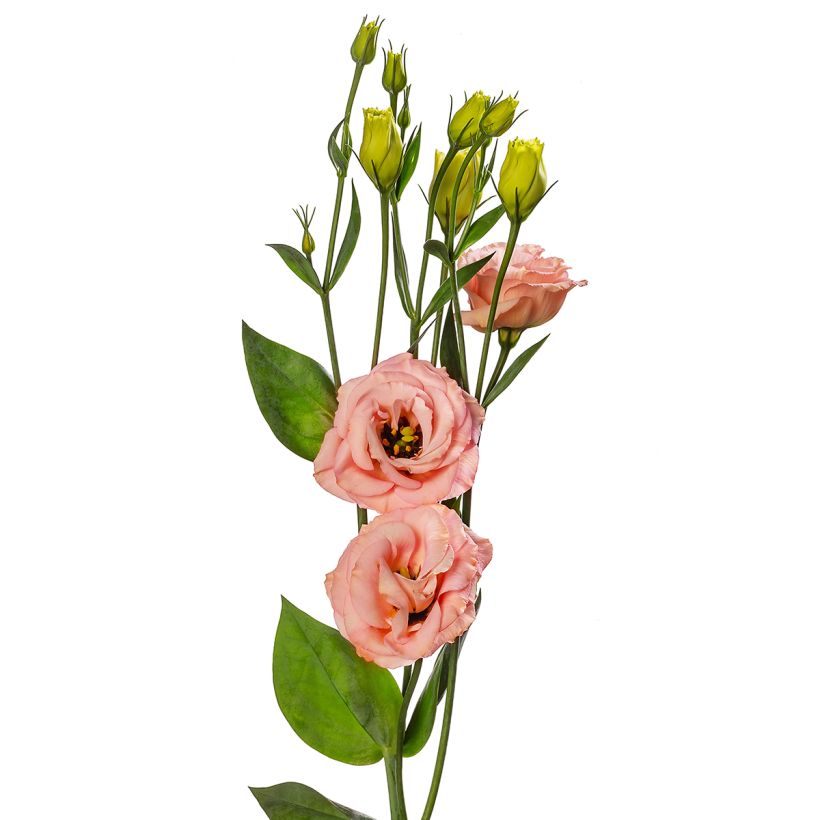 Graines de Lisianthus F1 LisAdora Apricot III (graines enrobées) (Floraison)