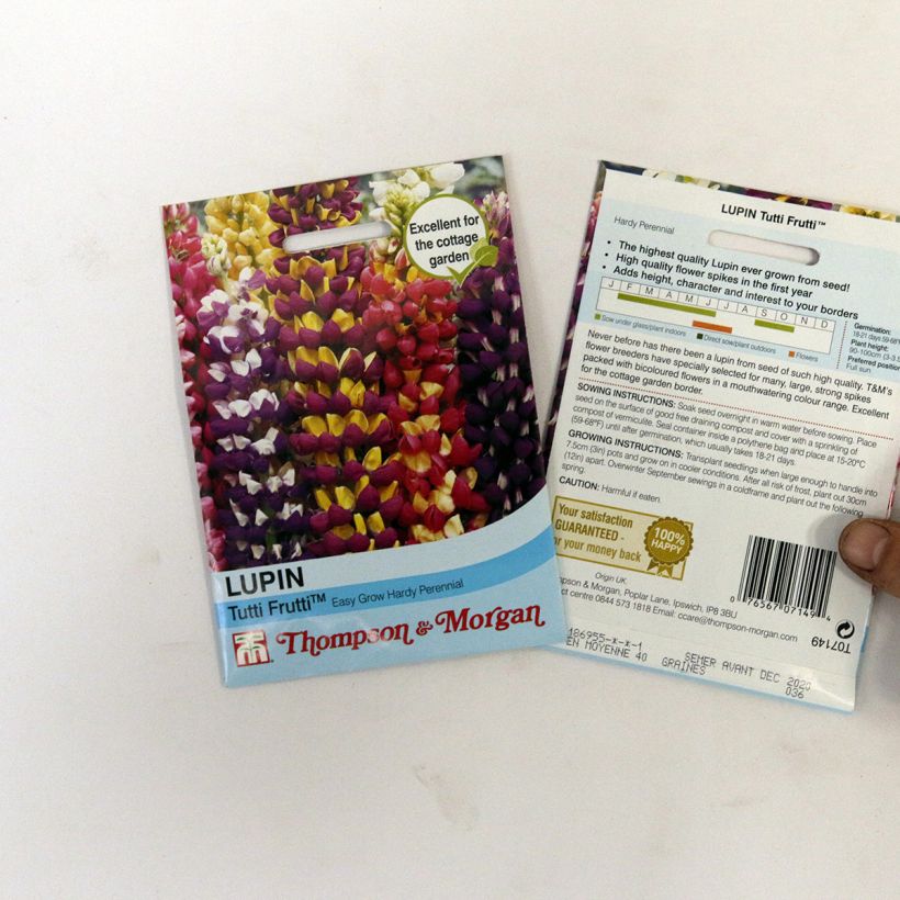 Exemple de spécimen de Graines de Lupin vivace Tutti Frutti en mélange - Lupinus polyphyllus le sachet de 40 graines tel que livré