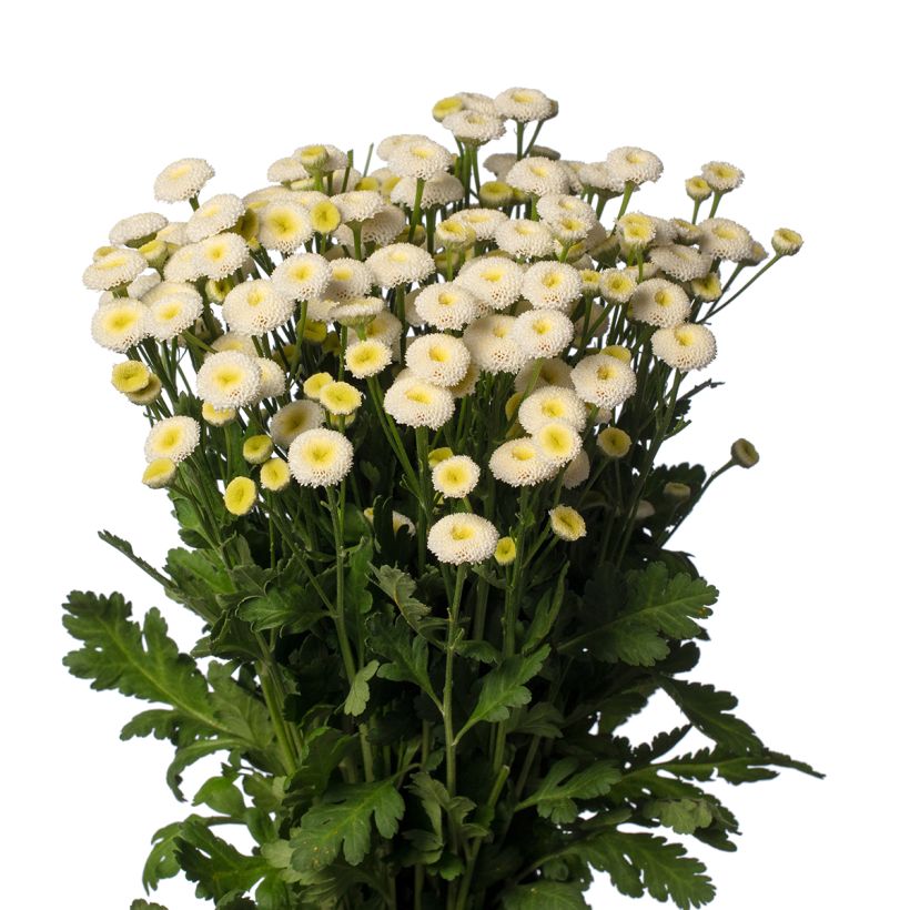 Graines de Matricaire double Baya - Tanacetum parthenium (graines enrobées) (Floraison)