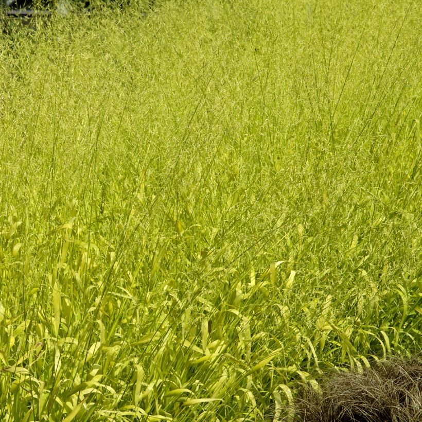 Graines de Milium effusum Aureum - Millet doré (Port)