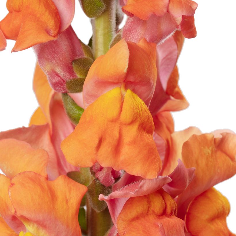 Graines de Muflier F1 Avignon Deep Orange II - Antirrhinum majus (Floraison)