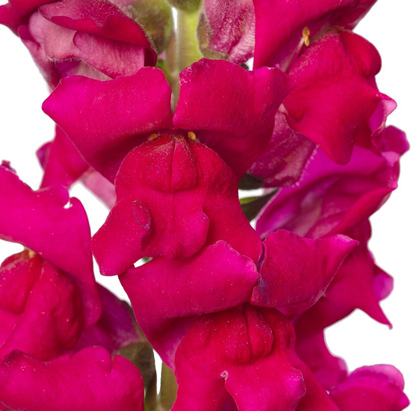 Graines de Muflier F1 Orleans Lilac IV - Antirrhinum majus (Floraison)
