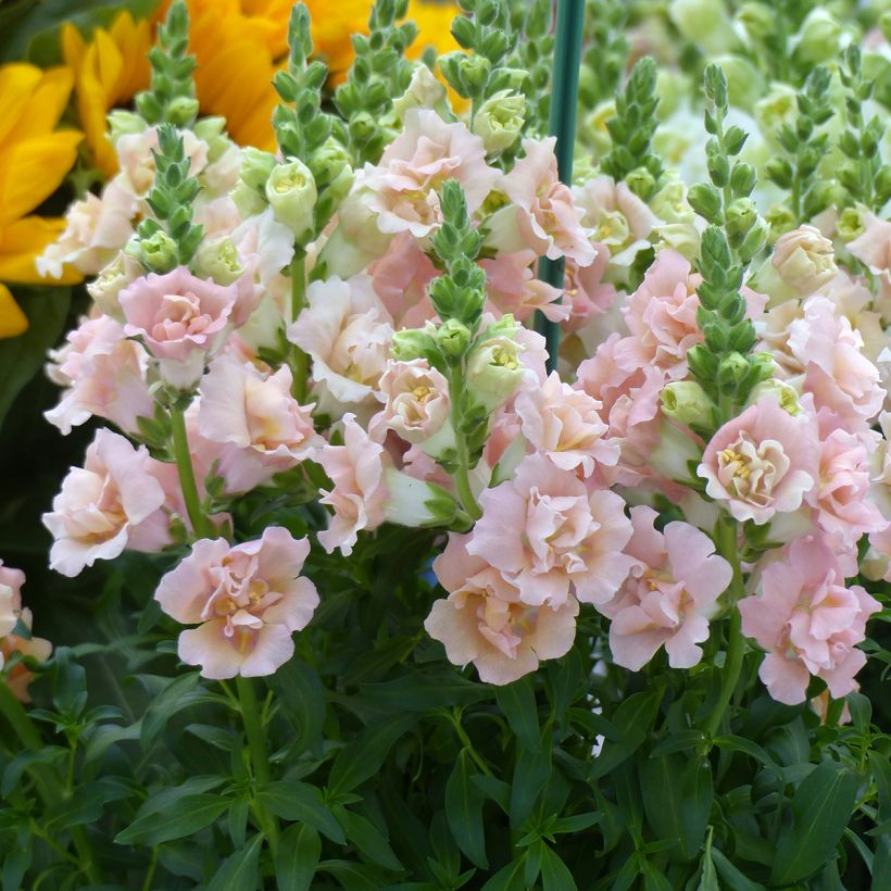 Graines de Muflier F1 Snapstar Champagne (Floraison)
