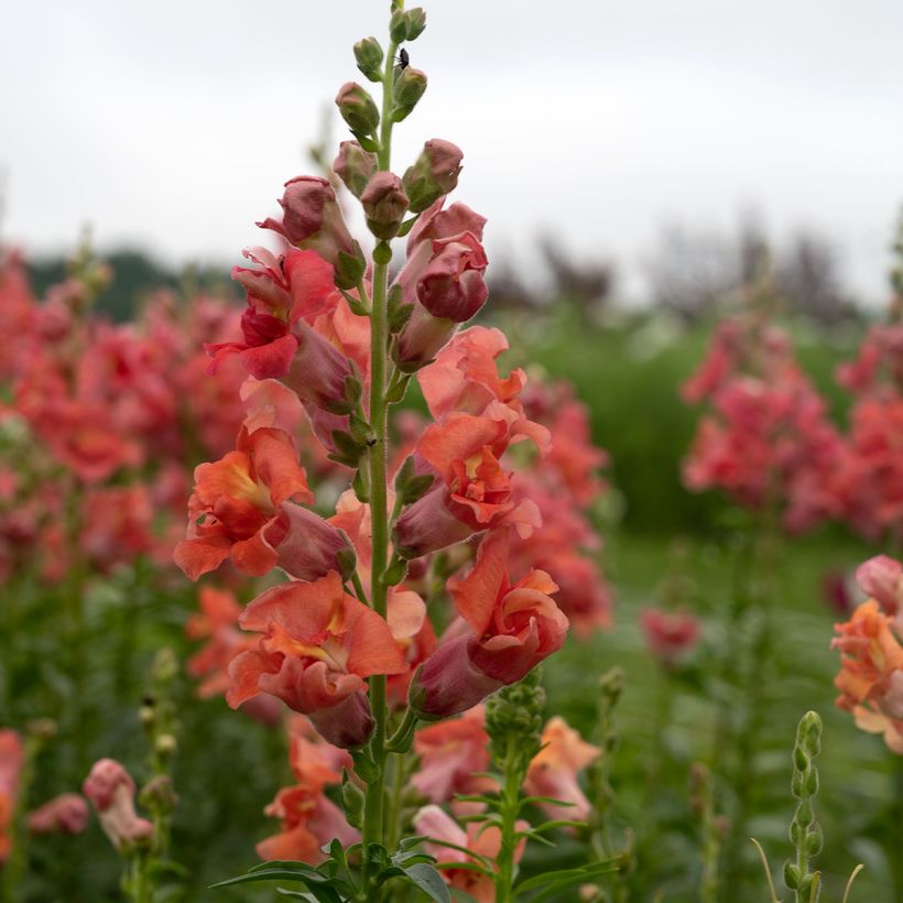 Graines de Muflier double Madame Butterfly Bronze  (Floraison)