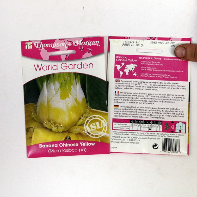 Exemple de spécimen de Graines de Musa lasiocarpa - Bananier Nain Chinois le sachet de 4 graines tel que livré