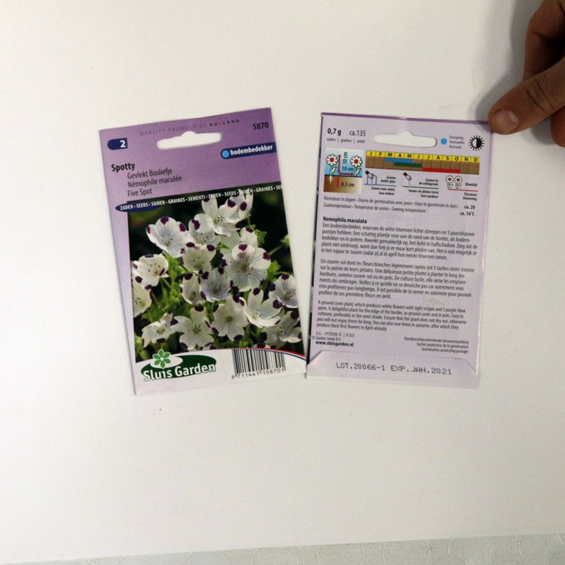 Exemple de spécimen de Graines de Némophile maculée Spotty - Nemophila maculata le sachet de +/- 100 graines (minimum 0,7g) tel que livré