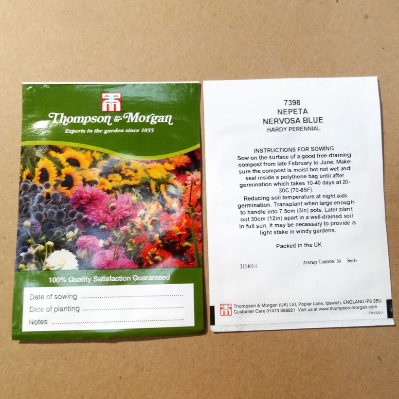 Exemple de spécimen de Graines de Nepeta nervosa Blue Moon - Chataire nervurée le sachet de 30 graines tel que livré