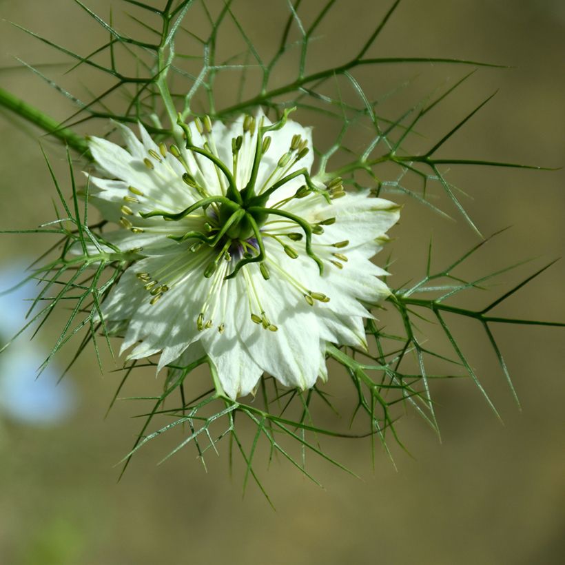 Graines de Nigelle de Damas Green Pod BIO (Floraison)