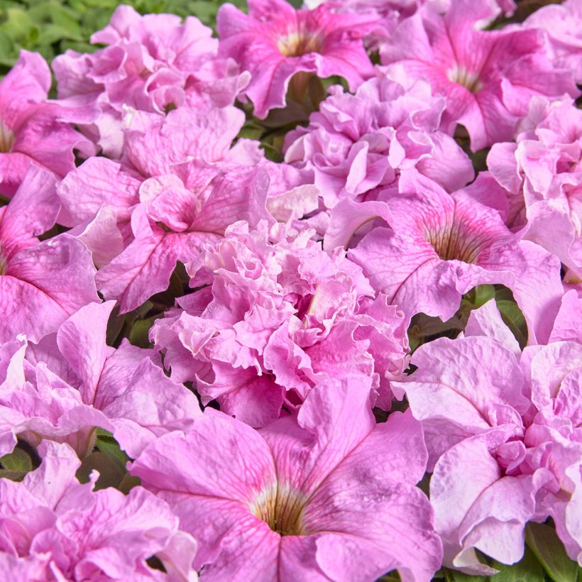 Graines de Pétunia grandiflora Peace (1947) (enrobées) (Floraison)