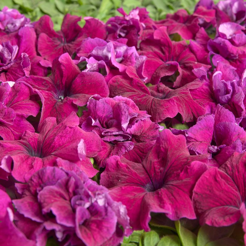 Graines de Pétunia grandiflora Purple Dwarf (1958) (enrobées) (Floraison)