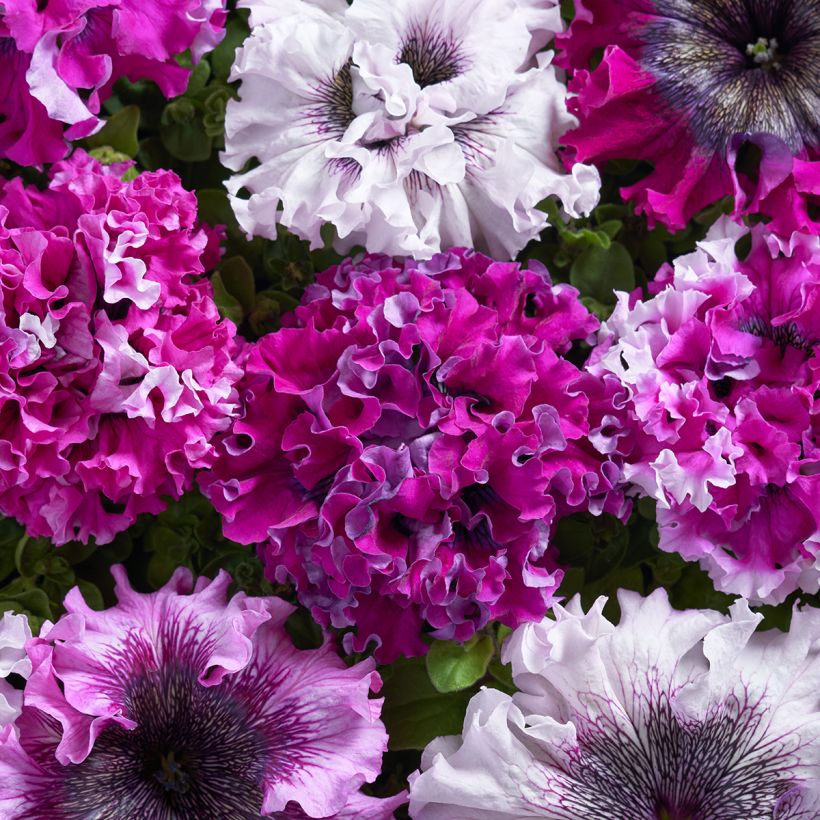 Graines de Pétunia grandiflora Superbissima Cerny's Triumph (graines enrobées) (Floraison)