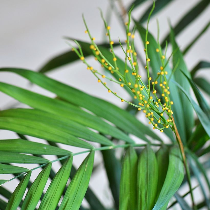 Graines de Palmier d'intérieur - Chamaedorea elegans Collinea (Floraison)