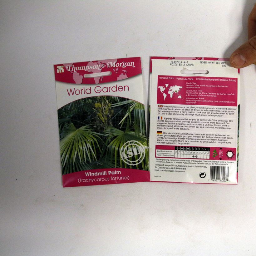 Exemple de spécimen de Graines de Palmier de Chine - Trachycarpus Fortunei le sachet de 5 graines (minimum 3g) tel que livré