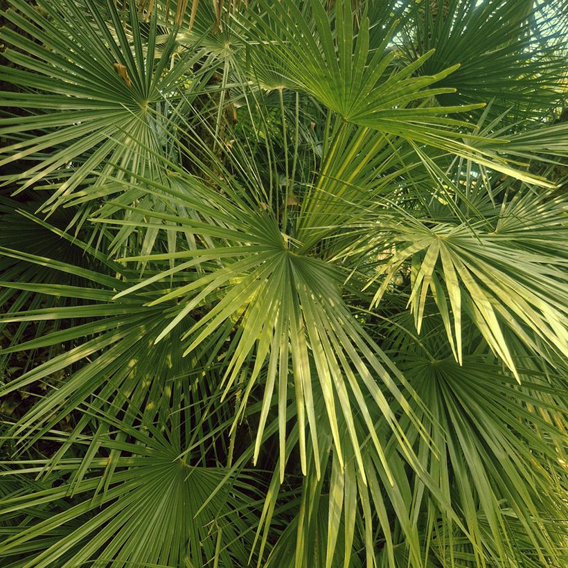 Graines de Palmier nain - Chamaerops humilis (Feuillage)
