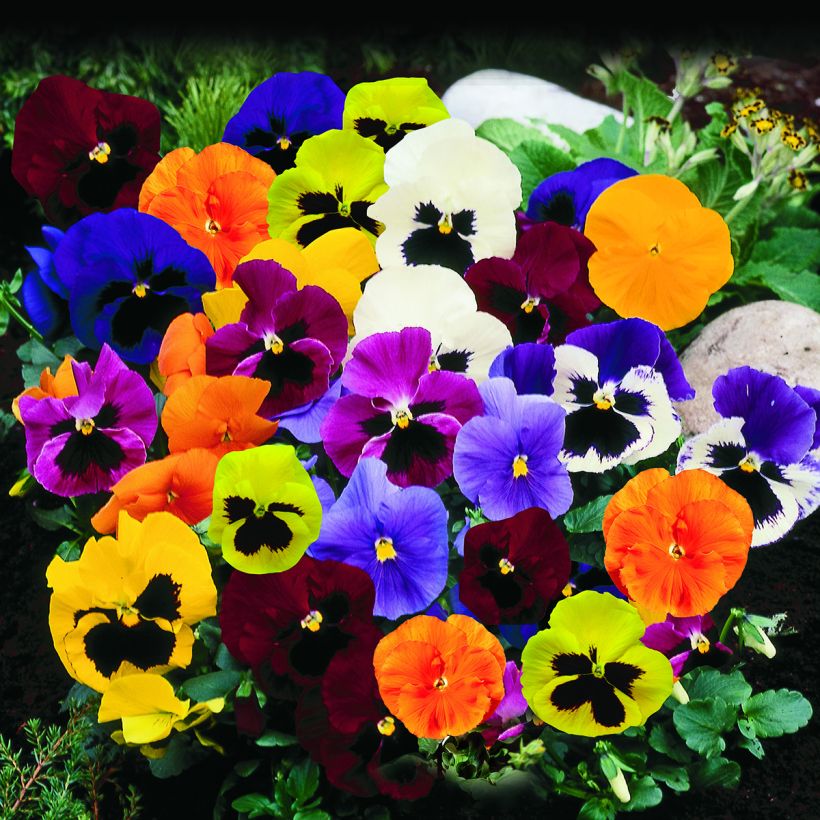 Graines de Pensée Trumpet Full Mix - Viola x wittrockiana (Port)