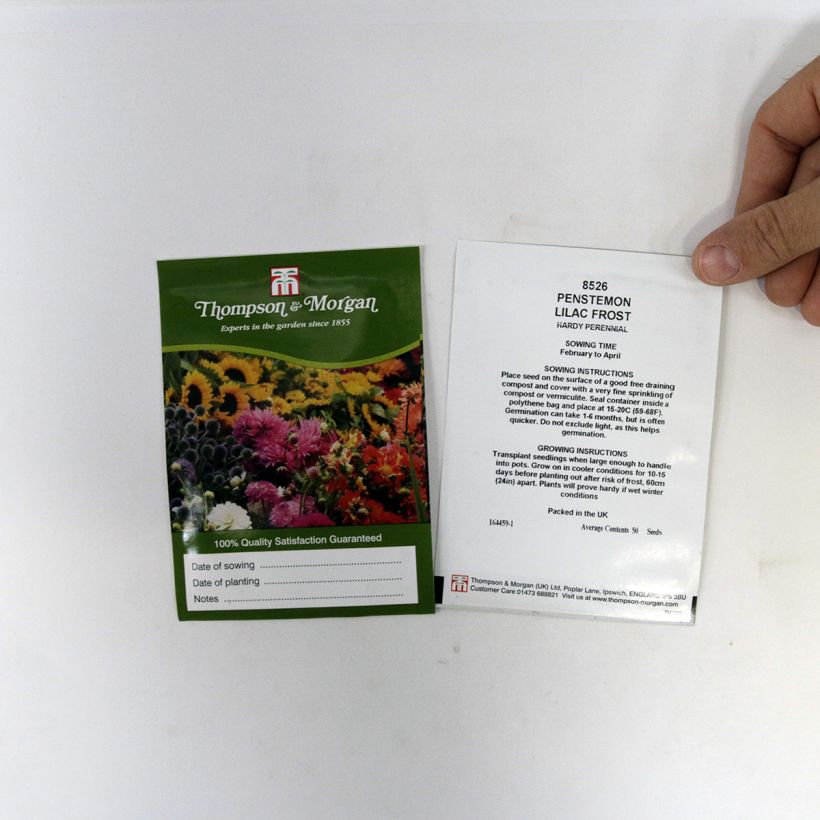 Exemple de spécimen de Graines de Penstemon x hybrida Lilac Frost - Galane le sachet de 50 graines tel que livré
