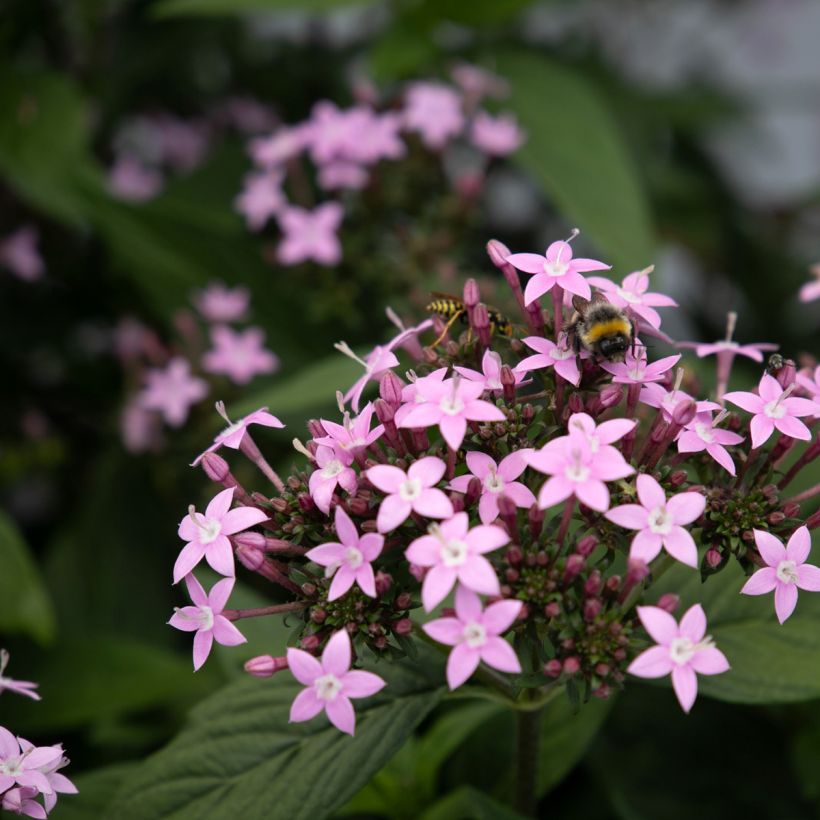 Graines de Pentas Northern Lights Lavender - Etoile d'egypte (Floraison)