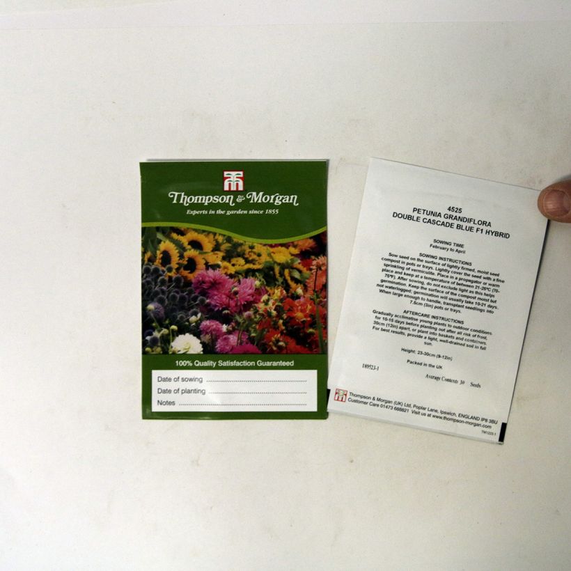 Exemple de spécimen de Graines de Pétunia Cascade Blue Double F1 le sachet de 30 graines tel que livré