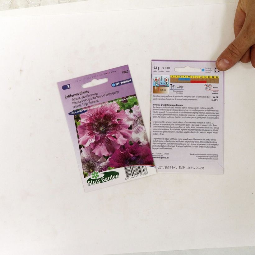 Exemple de spécimen de Graines de Pétunia California Giants en mélange à très grandes fleurs  le sachet de 700 graines (0,1g) tel que livré
