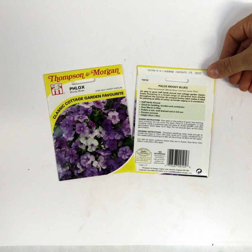 Exemple de spécimen de Graines de Phlox drummondii Moody Blues - Phlox de Drummond  le sachet de 175 graines tel que livré