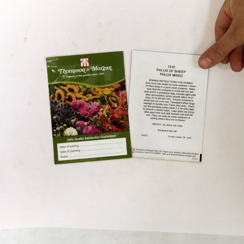 Exemple de spécimen de Graines de Phlox drummondii Phlox Of Sheep - Phlox de Drummond  le sachet de +/- 500 graines (minimum 1g) tel que livré
