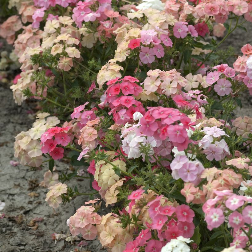 Graines de Phlox annuel nain Beauty Coral Reef - Phlox drummondii (Port)