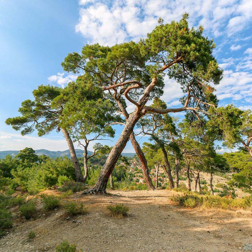 Graines de Pin parasol - Pinus pinea (Port)